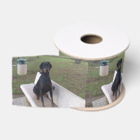 doberman pincher sitting