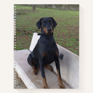 doberman pincher sitting notebook