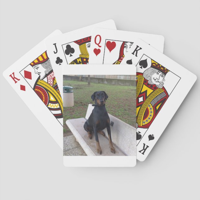 doberman pincher sitting playing cards (Back)