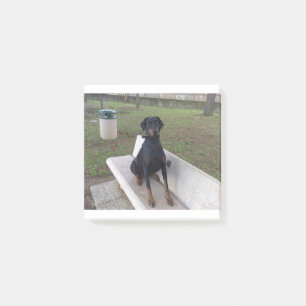 doberman pincher sitting post-it notes