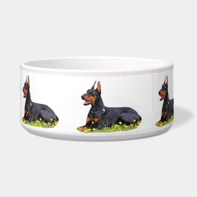 Doberman Pinscher (Front)