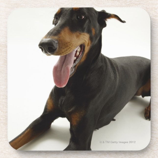 Doberman Pinscher 2 Coaster (Front)