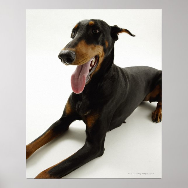 Doberman Pinscher 2 Poster (Front)