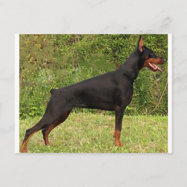 doberman pinscher black full postcard (Front)