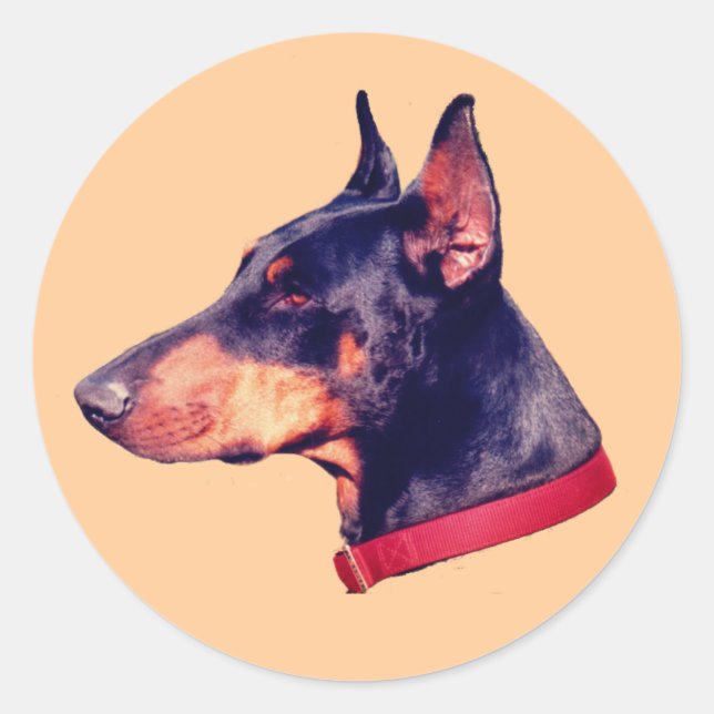 Doberman Pinscher Face Dog  Classic Round Sticker (Front)