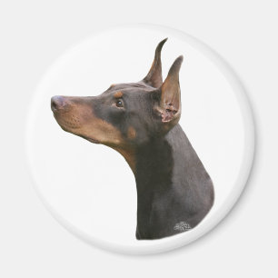 Doberman Pinscher headstudy-red Magnet