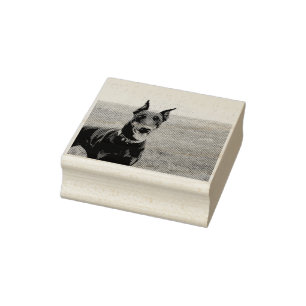 Doberman Pinscher In Field Rubber Stamp