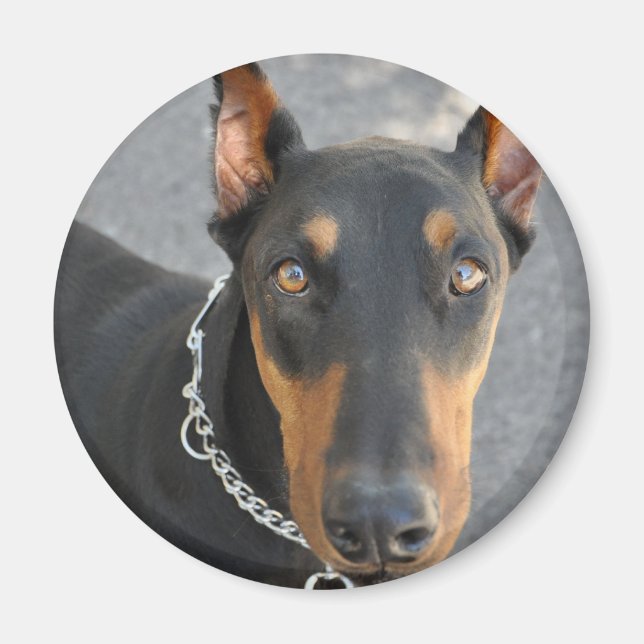 Doberman Pinscher Magnet (Front)
