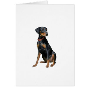 Doberman Pinscher (natural)