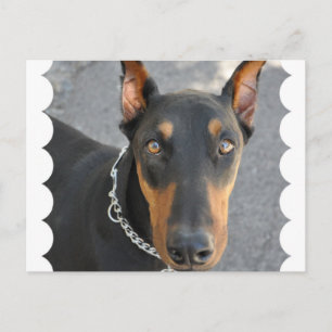 Doberman Pinscher Postcard