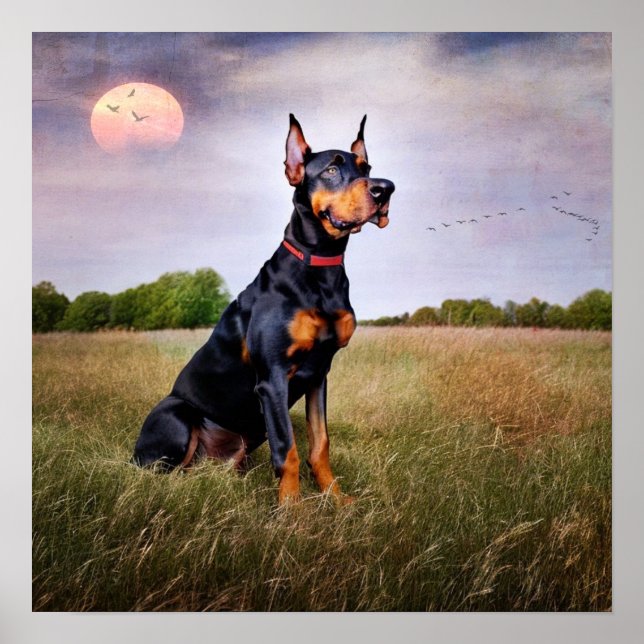 Doberman Pinscher Poster (Front)