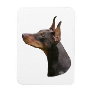 Doberman Pinscher - red/brown head Magnet