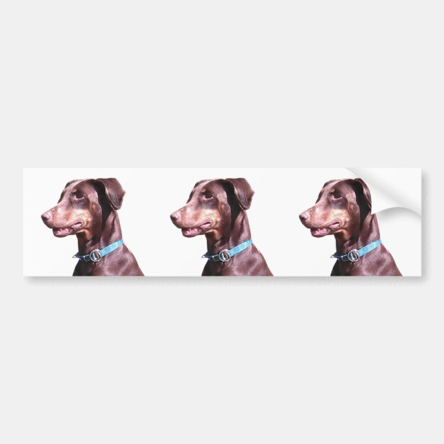 Doberman Pinscher Red Bumper Sticker (Front)