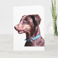 Doberman Pinscher Red