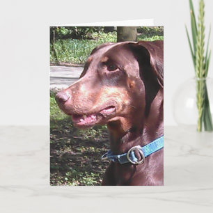 Doberman Pinscher Red Card