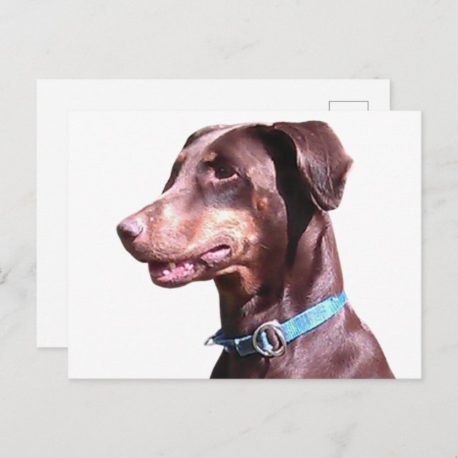 Doberman Pinscher Red Postcard (Front/Back)