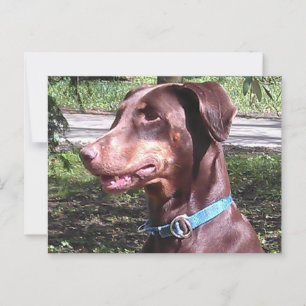 Doberman Pinscher Red Postcard