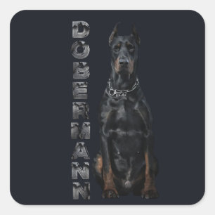 Doberman Pinscher   Square Sticker