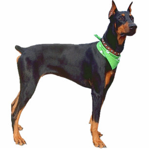 Doberman Pinscher Standing Photo Sculpture