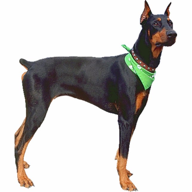 Doberman Pinscher Standing Photo Sculpture (Front)
