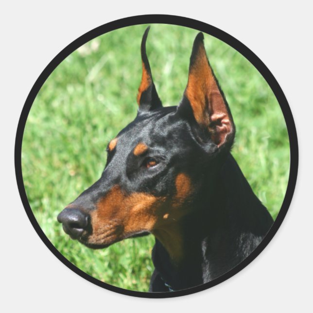 doberman pinscher stickers (Front)
