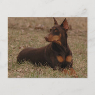 Doberman Postage Stamp Postcard