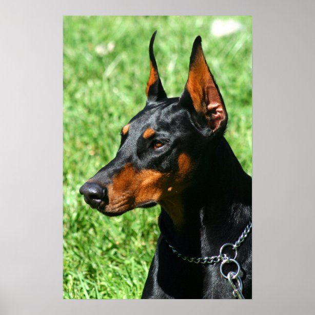 Doberman Posters & Prints | Zazzle UK