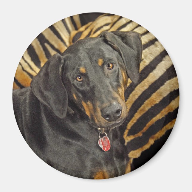 Doberman Pound Puppy Magnet (Front)