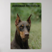 Doberman Protection