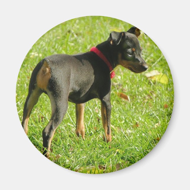 Doberman Puppies Round Magnet (Front)