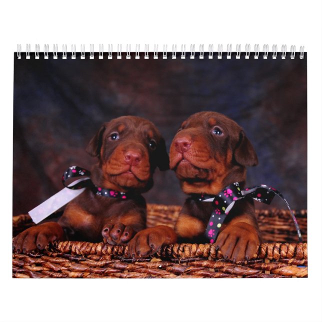 Doberman Puppy Calendar (Cover)