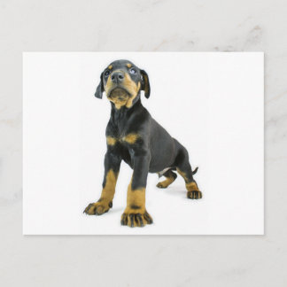Doberman Puppy Postcard