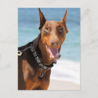 Doberman - Red - Bad to the Bone