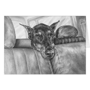 Doberman Riding in Car Drawing by Kelli Swan
