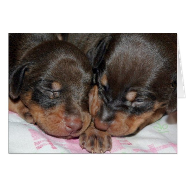 Doberman Sleeping (Front Horizontal)