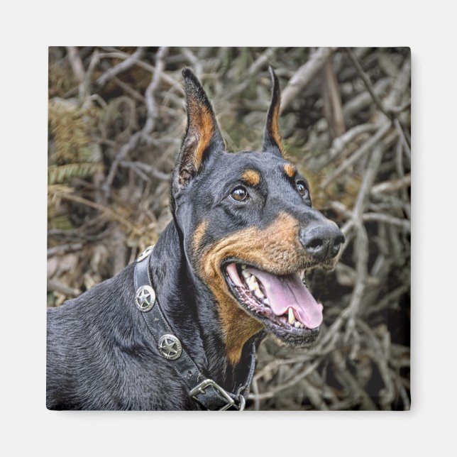 Doberman Smile Magnet (Front)