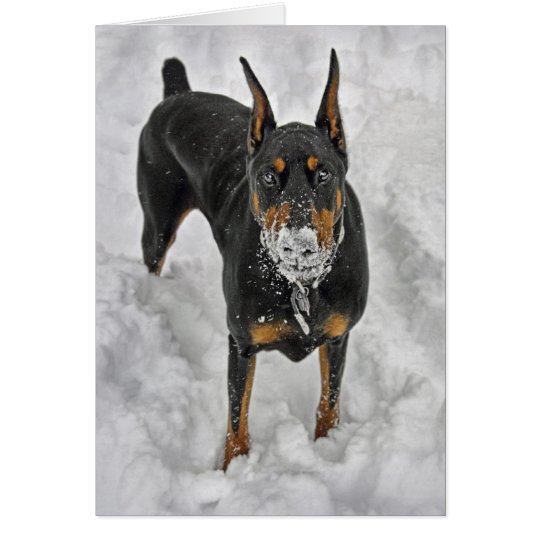 Doberman Snow Cone Card