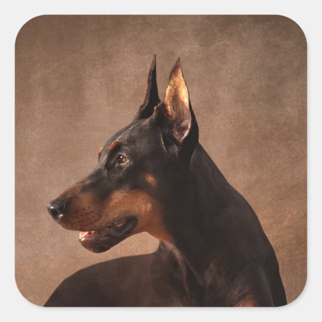Dobermann - Doberman Pinscher Square Sticker (Front)