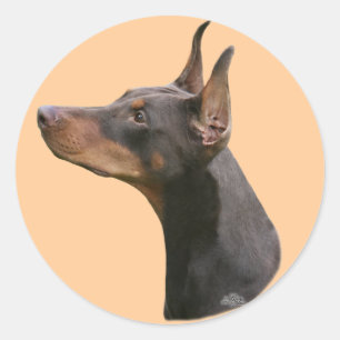 Dobermann Pinscher head- red/black Sticker