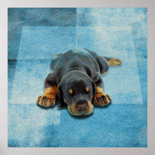 Dobermann Puppy - Doberman Pinscher Poster