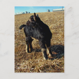 Dobie A Billy Goat Kid Postcard