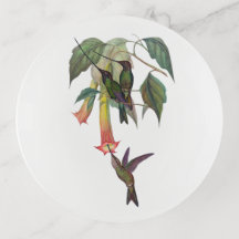 Docimastes ensiferus - Sword-billed Hummingbird