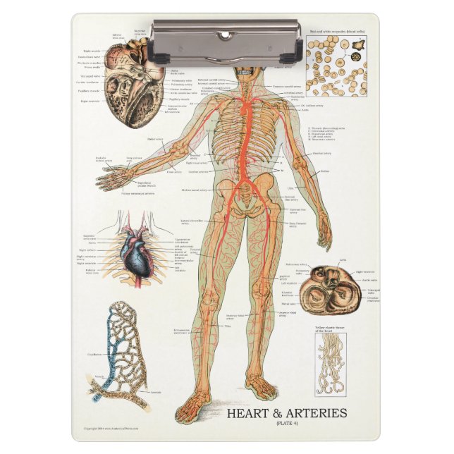 Doctors Office Heart Anatomy Clipboard (Front)