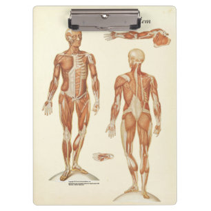 Doctors Office Muscle Anatomy Clipboard