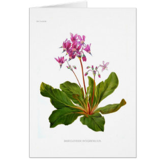 Dodecatheon integrifolium