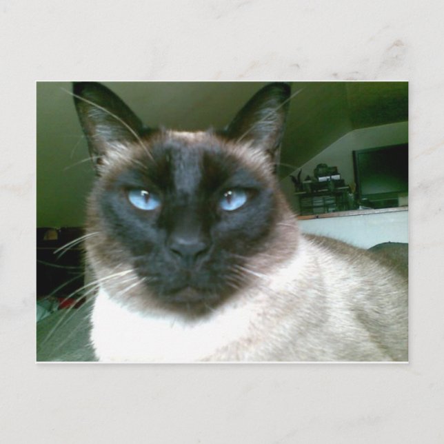 doden blue postcard (Front)