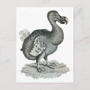DoDo Bird Print Postcard