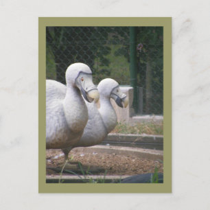 Dodo birds postcard