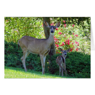 Doe and fawn