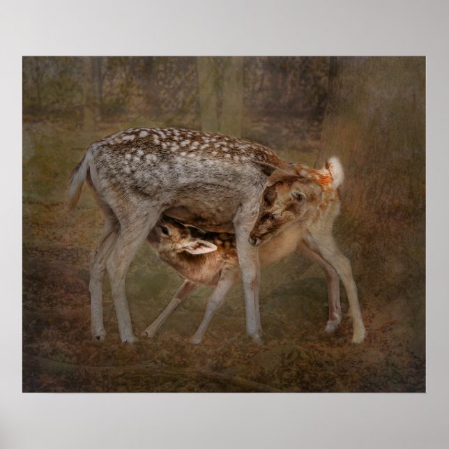 Doe and Fawn, Nursing Photo Poster (Front)